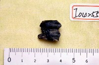 藏品(鹿左下臼齒一枚)的圖片